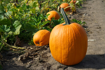 close up on pumpkin in the field in autumn