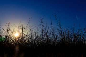 Sunrise over grass field