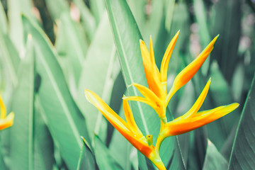 Close up yellow flower. Nature dark tropical green foliage plant background.