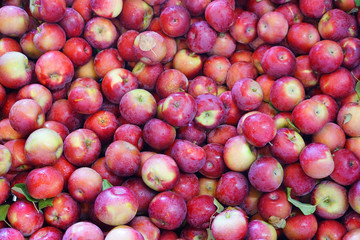Fresh picked red apples in the harvest season