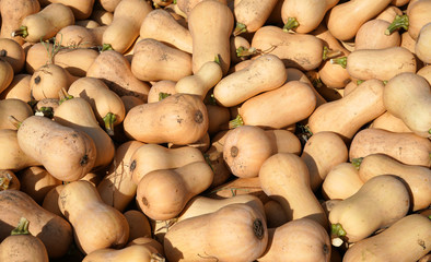 butternut squash pile in farm in harvest season