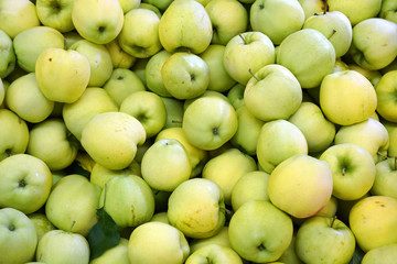 Fresh picked ginger gold apples background in the harvest season