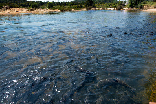 river full of fish