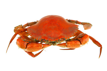 single steamed crab isolated on white background
