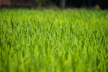 Fototapeta premium green grass with water drops