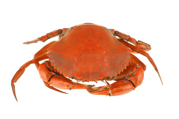 single steamed crab isolated on white background