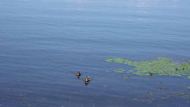 Ducks swim passed water lilies and dragon flies in a beautiful, calm fresh water lake in upstate New York
