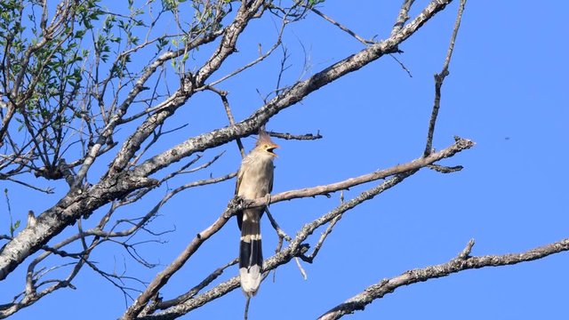 A guira cuckoo  (Guira guira) perched on a branch high on a tree,  with leafless branches and a clean blue sky in the background.