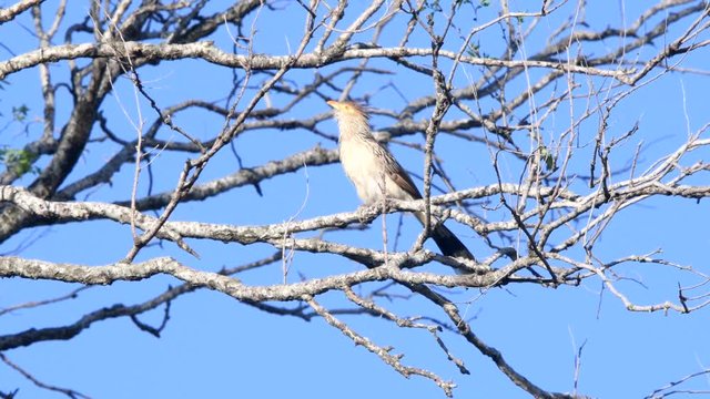 A guira cuckoo  (Guira guira) perched on a branch high on a tree,  with leafless branches and a clean blue sky in the background.