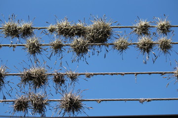 Cables