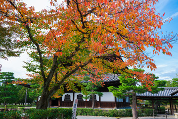 Naklejka premium 京都 建仁寺の法堂と桜紅葉