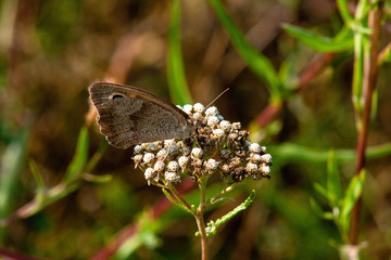 butterfly on flower