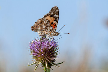 butterfly on flower