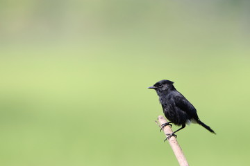 Bird on a branch