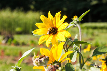 bee on yellow flower