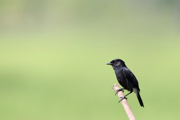Bird on a branch