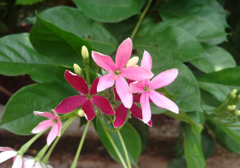 Pink and wine red tropical flowers