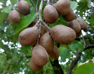Brown fruit of tropical tree