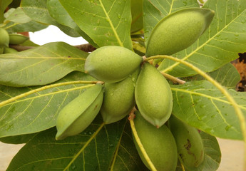 Flowering African Almond Tree