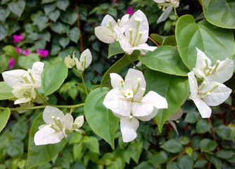 White Bougainvillea Flowers