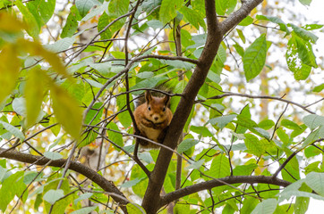 Squirrel on a tree among the branches.