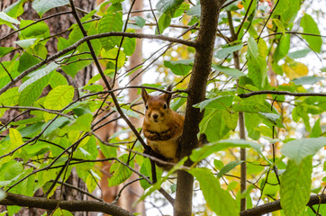 Squirrel on a tree among the branches.