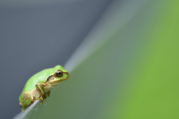 二ホンアマガエル　背景グレーとグリーン