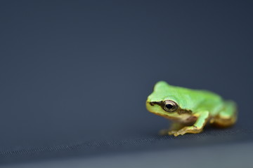 二ホンアマガエル　背景グレー