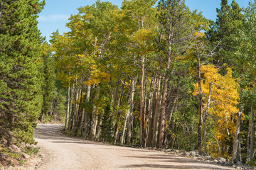 Autumn landscape of aspen trees turning yellow along a dirt road in Colorado