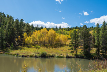 Fototapeta na wymiar Landscape of an aspen tree grove turning yellow in a forest across from a pond on the Peak to Peak Highway in Colorado
