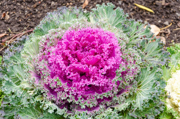 Ornamental cabbage Brassica.
