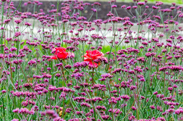 Obraz premium Pink and red flowers on a flower bed in summer.