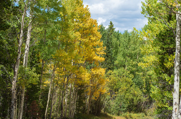 Autumn landscape of aspen trees turning yellow along a dirt road in Colorado