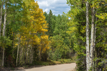 Autumn landscape of dirt road lined with turning aspens in Colorado