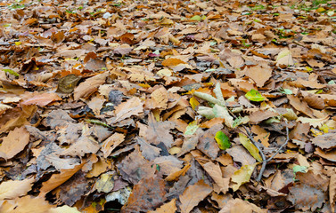 Yellow leaves lie on the ground in the forest.
