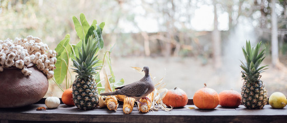 Pigeon on corn with vegetable and fruit background