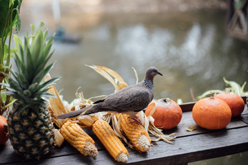 Pigeon on corn with vegetable and fruit background