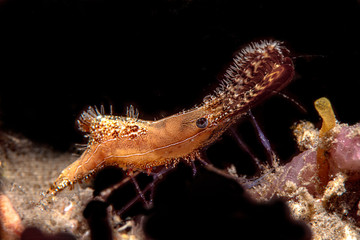Donald Duck shrimp