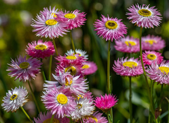 Fototapeta premium Pink and yellow paper daisy. West Australian native wildflowers. Shallow depth of field.