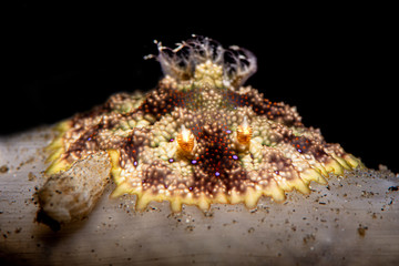 Carminodoris estrelyado nudibranch