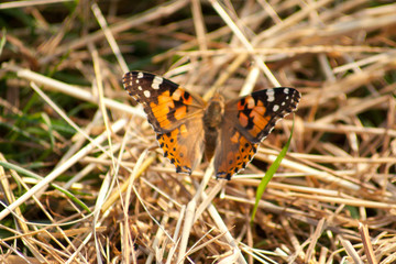 Distelfalter Schmetterling Flügel (Vanessa cardui)