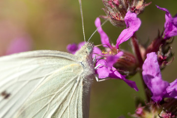 Kleiner Kohlweißling Schmetterling (Pieris rapae)	