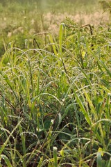 grass in the field