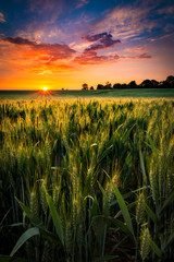 Sunset over a wheat field in Northamptonshire © allouphoto