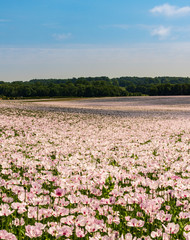 White poppies growing in massive numbers in fileds in Dorset
