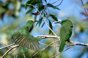 Two Blue-bearded Bee-eater on branch in nature