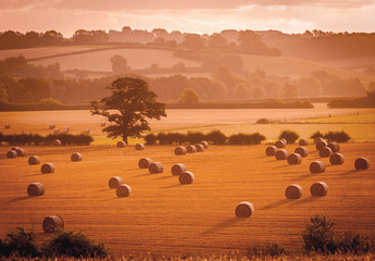 Golden hour hay bales on an agricultural farm