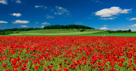 Girl in a field of red poppies at Badbury Rings