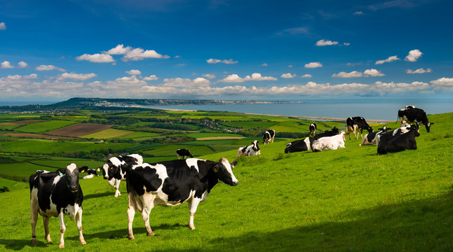 Cattle in the Dorset countryside overlooking Portland