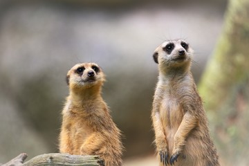 meerkat
